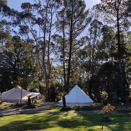 Glamping At Zeehan Bush Camp Exteriér fotografie